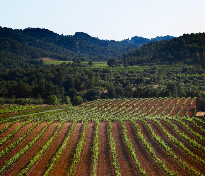 50x40cervoles3-r1smcsbzz0orylsbo71ldyq7uhvt8d9lpa56fm8o6o