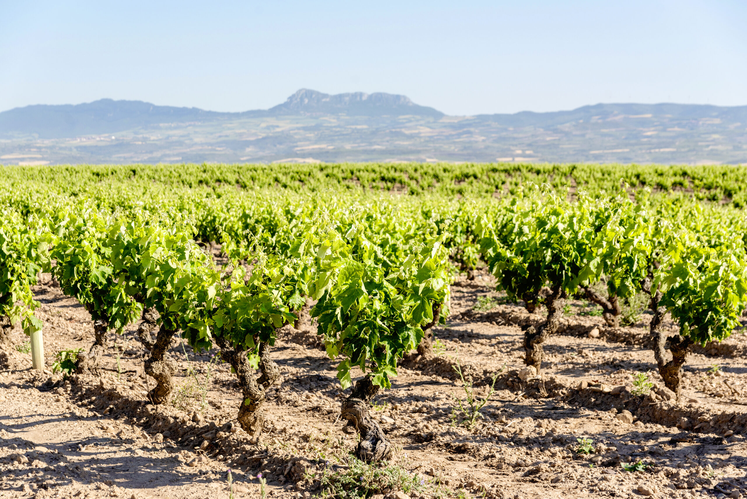 Alto Cantabria 11 - copia