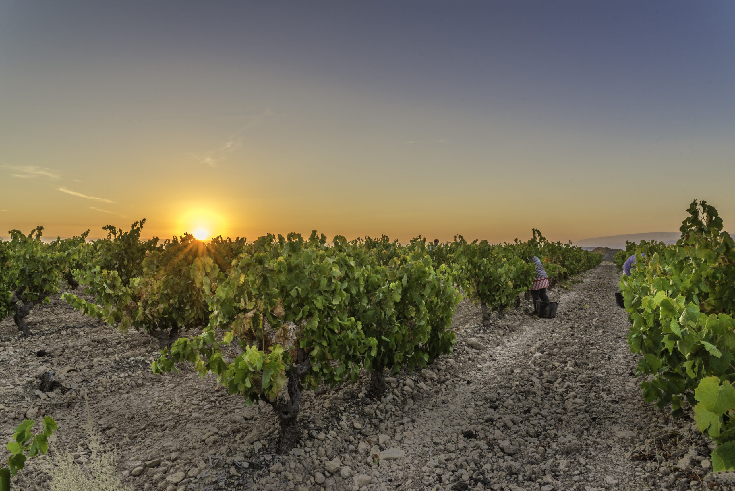 Alto Cantabria Vendima y amanecer