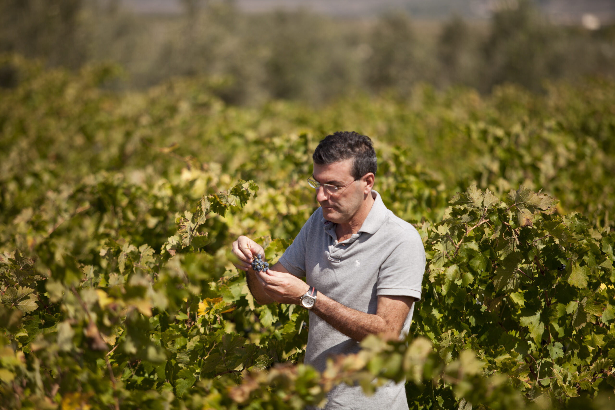 ENOLOGO - RAFAEL CAÑIZARES