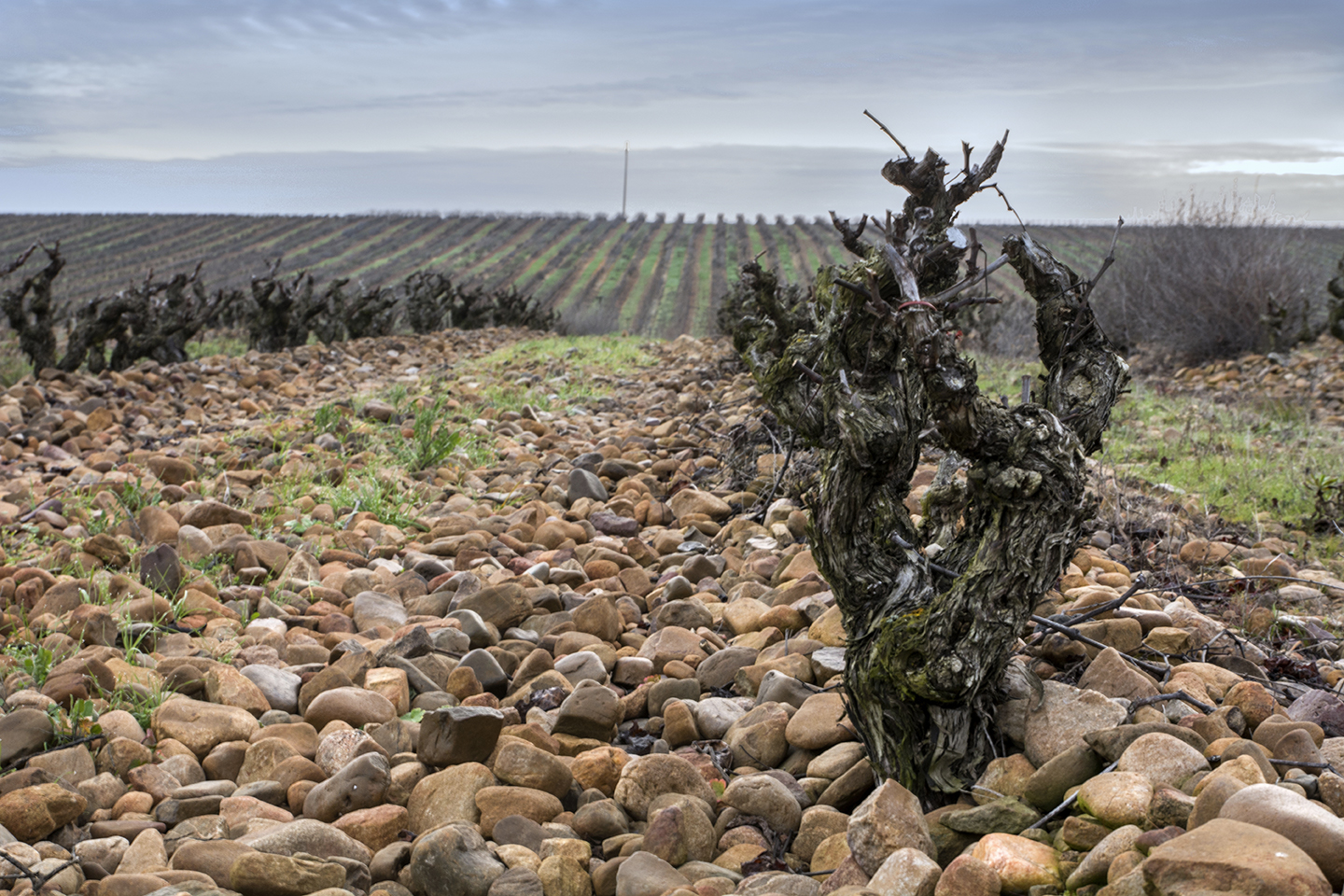 La Gargantilla Cepas 1