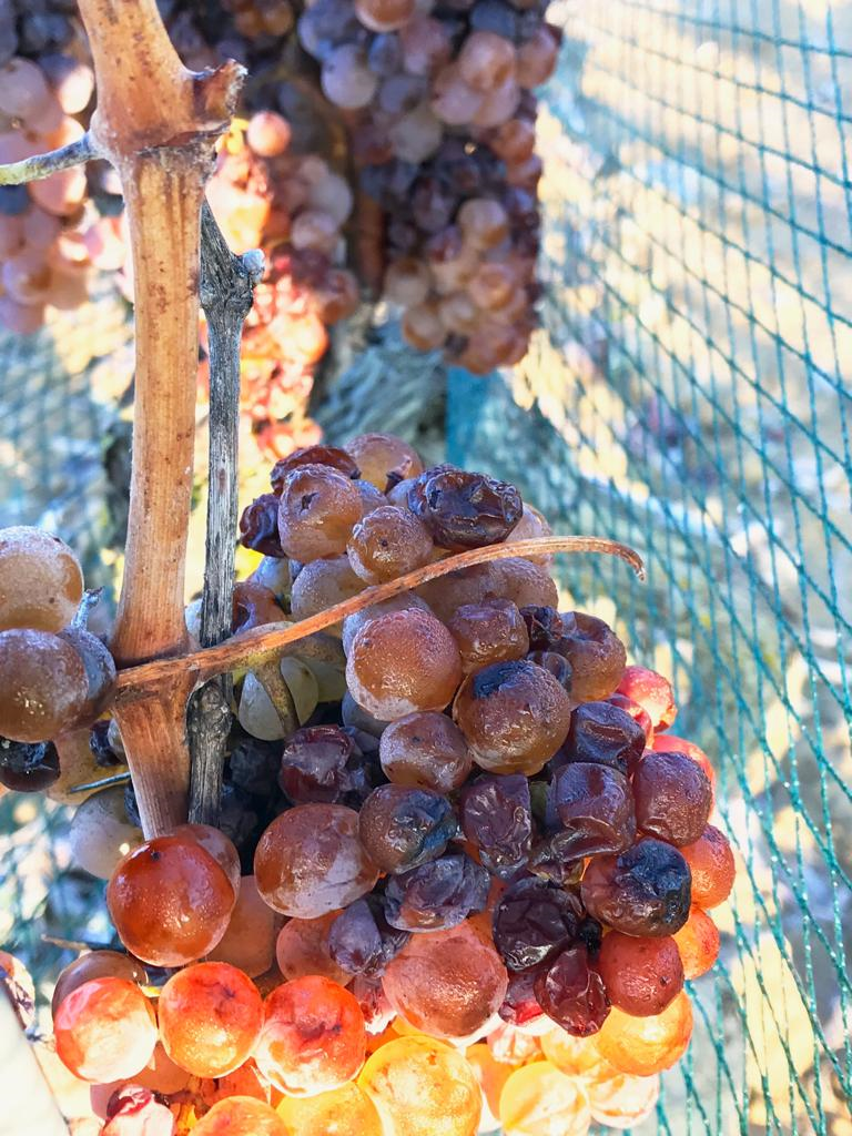 RacimoVendimiaTardia