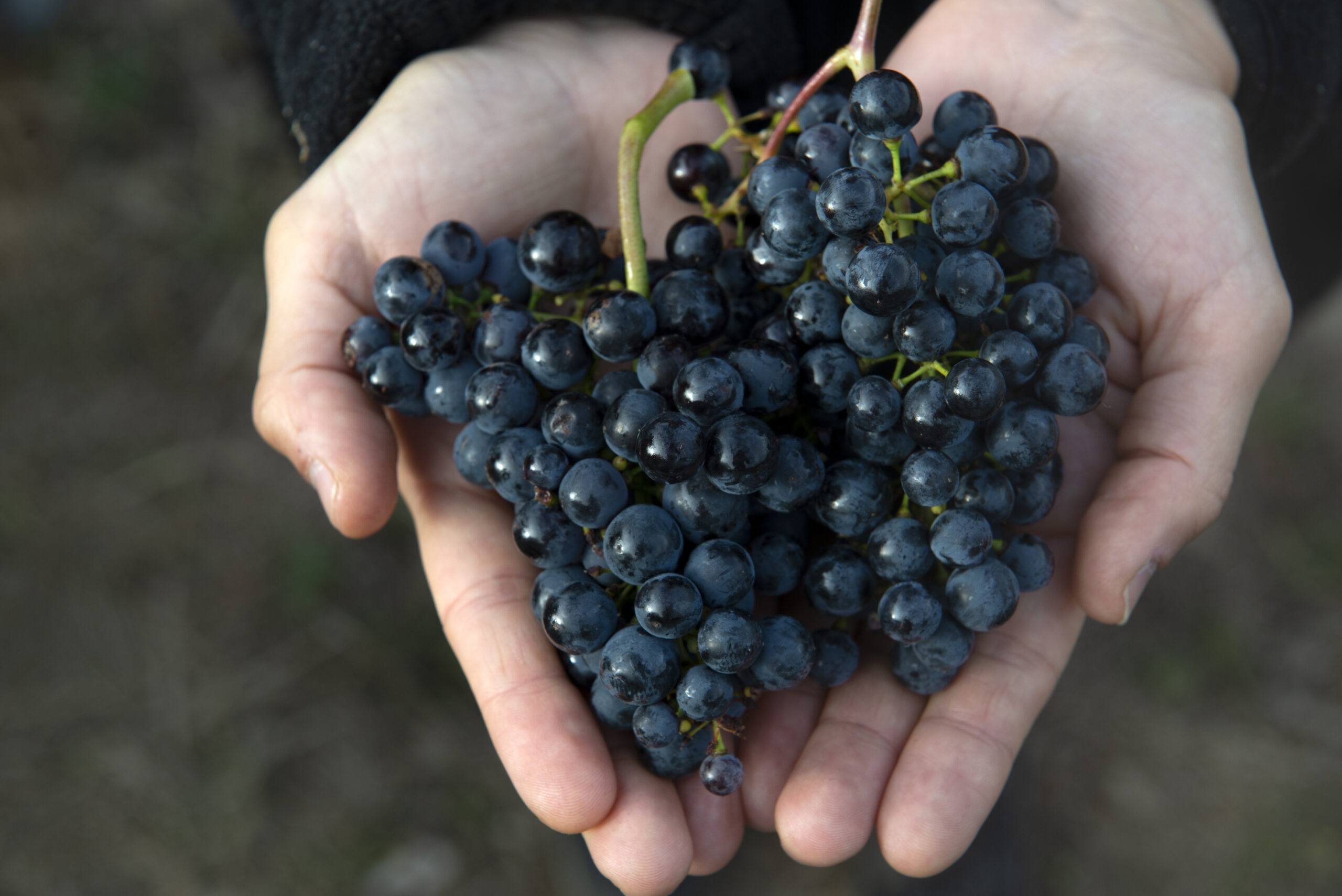 Viñedo-Uva Berués-4