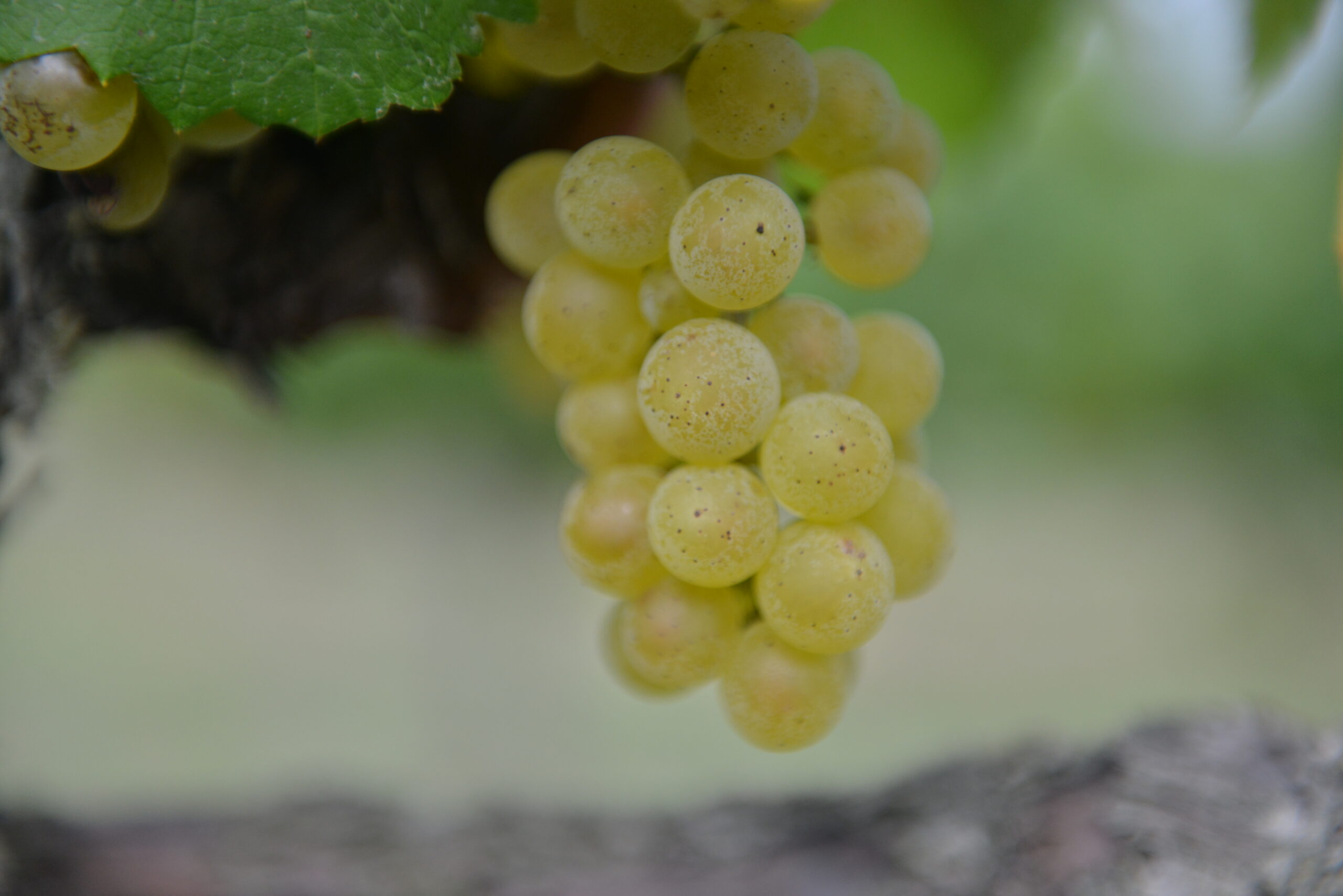 Viñedo-uva Chardonnay