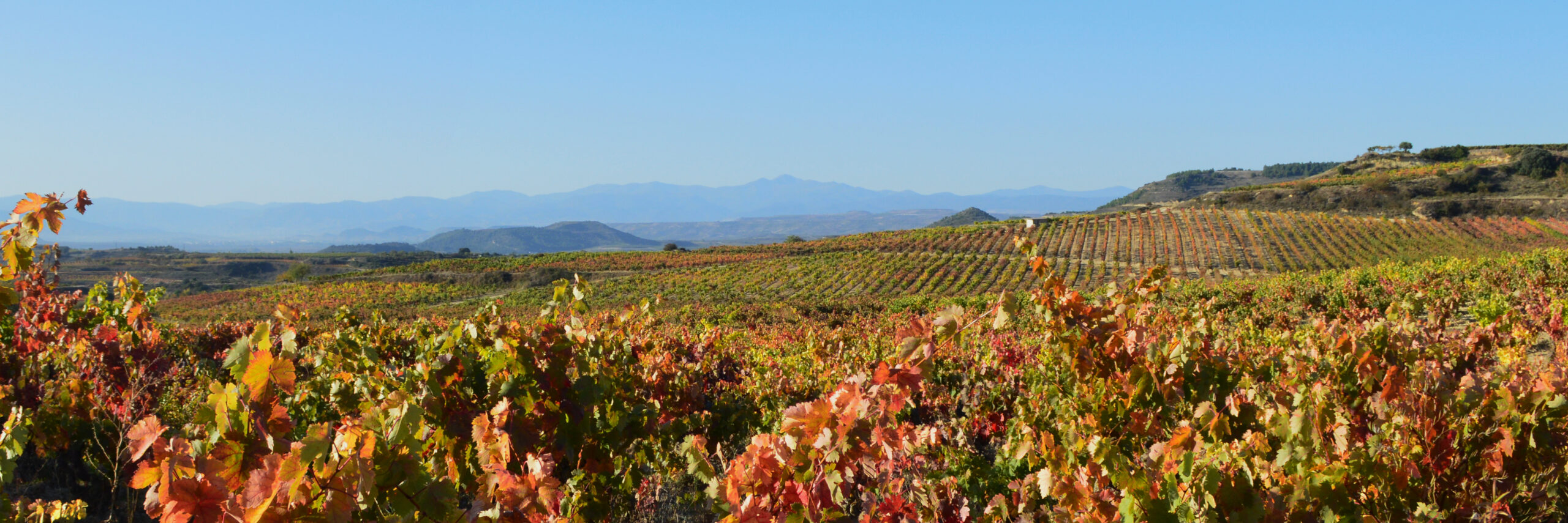 Vinedo_San_Torcuato_02