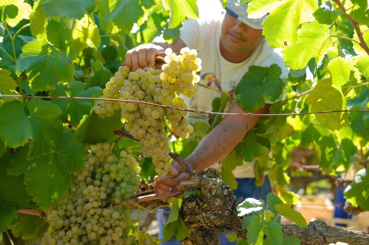 verema-harvest-01-low