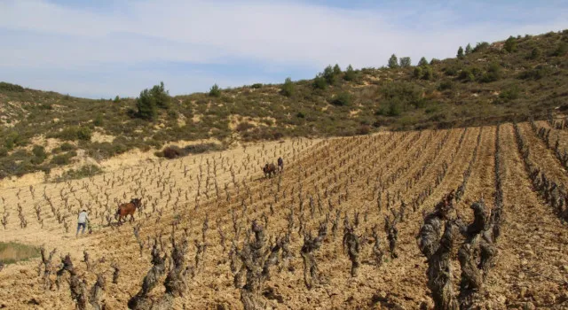 vinedos-baynos_6fffc9ff