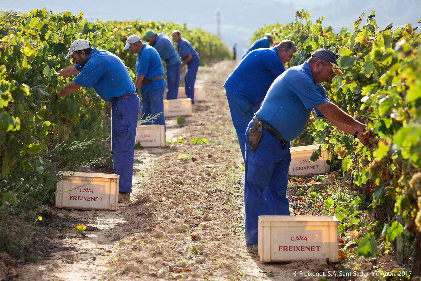 vineyard-freixenet-3-low