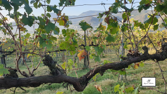 Hurry-to-Colli-Euganei-to-Discover-Its-Hidden-Treasures